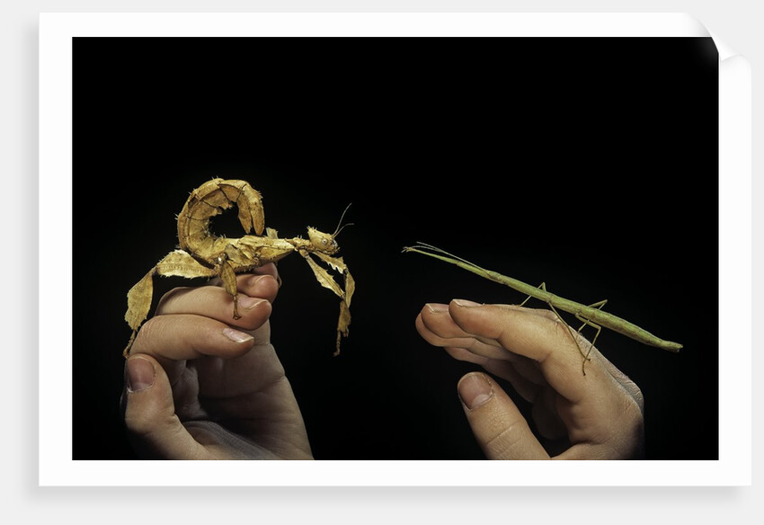 giant prickly or indian stick insect by Anonymous