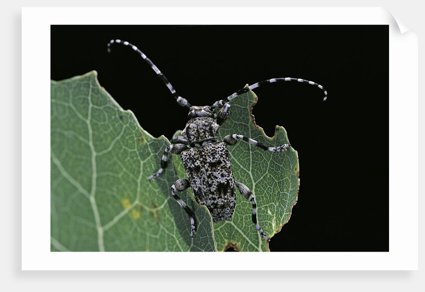 Acanthoderes clavipes (longhorn beetle) by Anonymous
