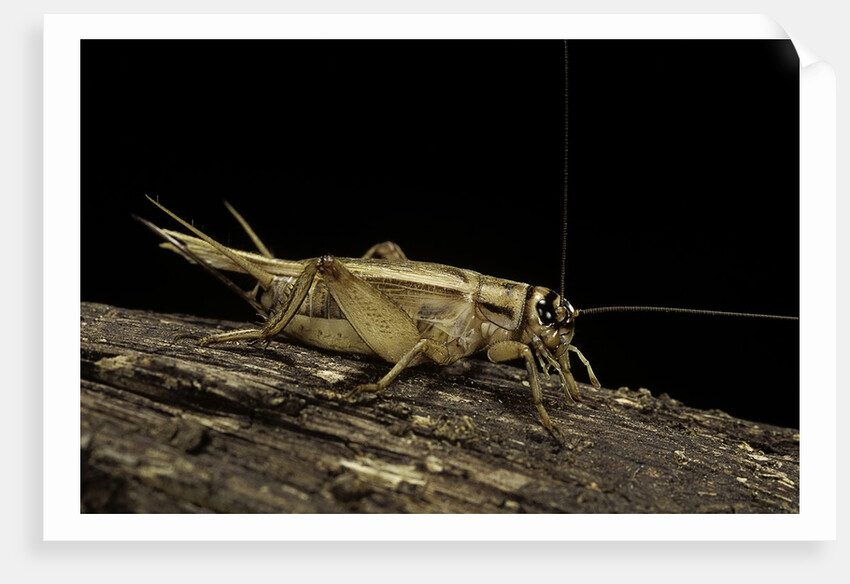 Acheta domesticus (house cricket) by Anonymous
