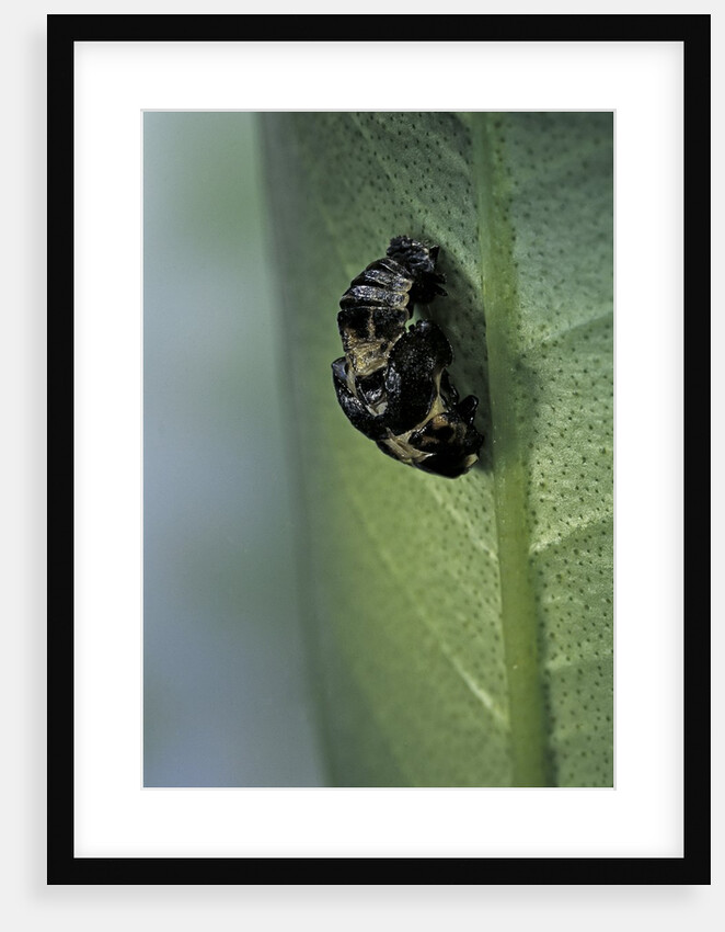 Adalia bipunctata (twospotted lady beetle) - emerging of the adult by Anonymous