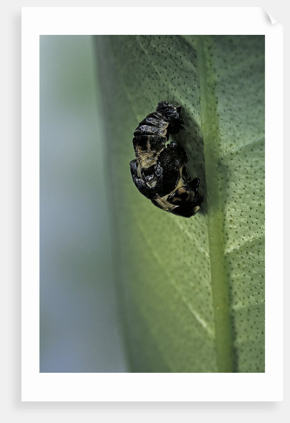 Adalia bipunctata (twospotted lady beetle) - emerging of the adult by Anonymous