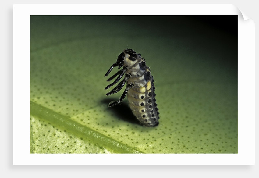 Adalia bipunctata (twospotted lady beetle) - emerging of the nymph by Anonymous