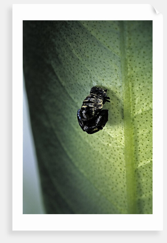 Adalia bipunctata (twospotted lady beetle) - exuvia by Anonymous