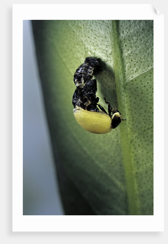 Adalia bipunctata (twospotted lady beetle) - emerging of the adult by Anonymous