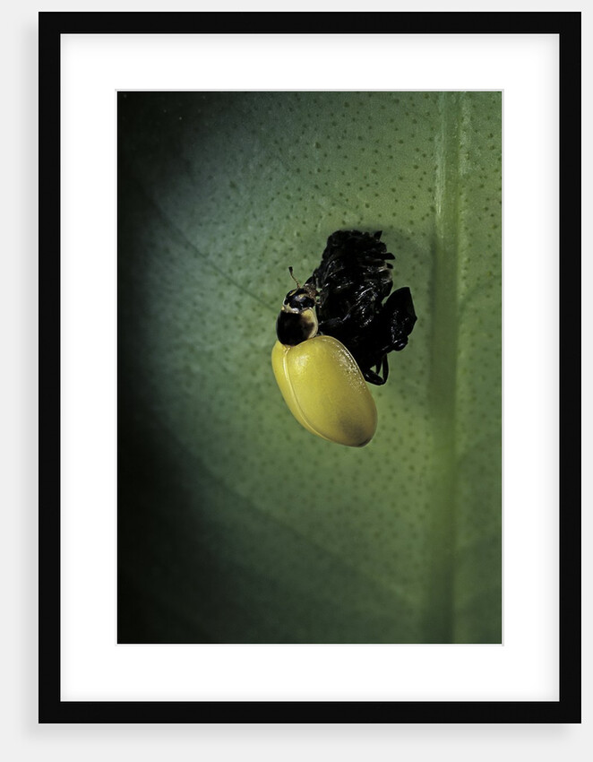 Adalia bipunctata (twospotted lady beetle) - emerging of the adult by Anonymous