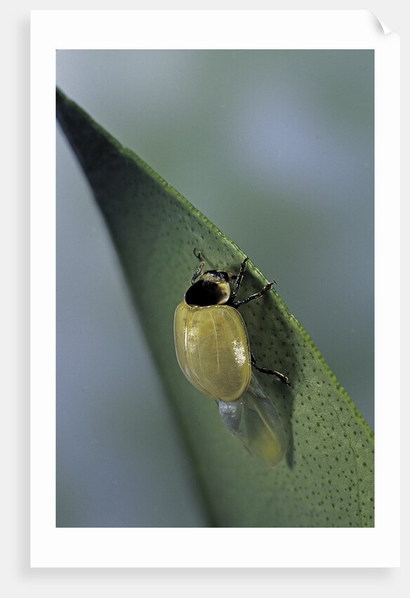 Adalia bipunctata (twospotted lady beetle) - emerging of the adult by Anonymous