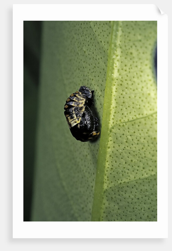 Adalia bipunctata (twospotted lady beetle) - emerging of the nymph by Anonymous