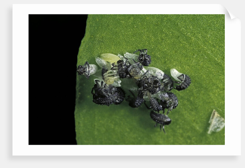 Adalia bipunctata (twospotted lady beetle) - emerging of the larvae by Anonymous