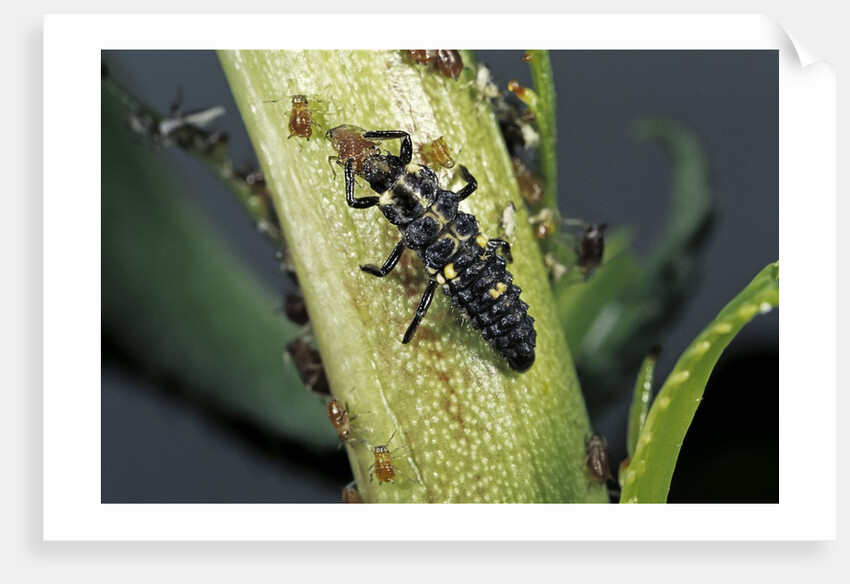 Adalia bipunctata (twospotted lady beetle) - larva devouring aphids by Anonymous