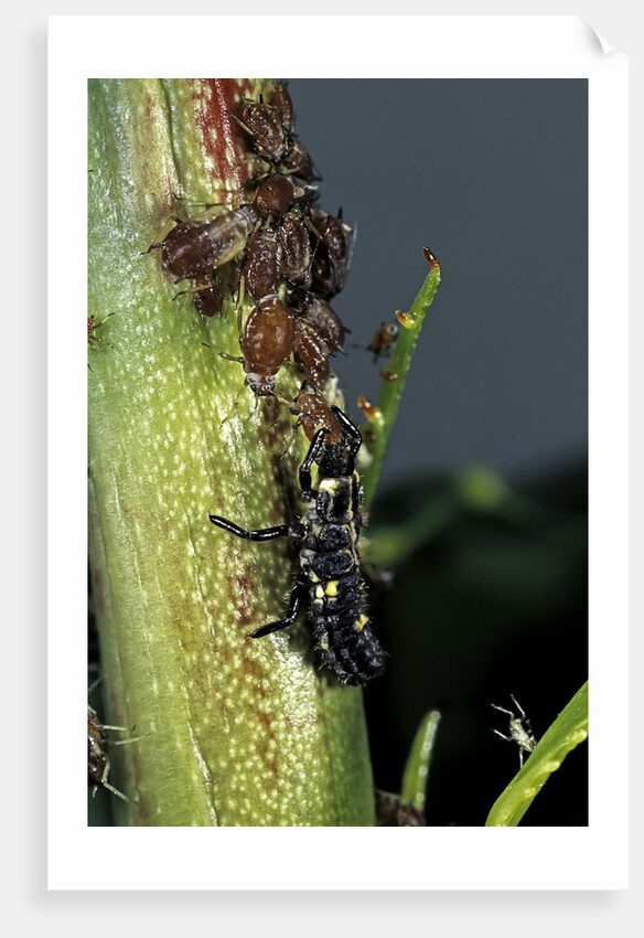 Adalia bipunctata (twospotted lady beetle) - larva devouring aphids by Anonymous