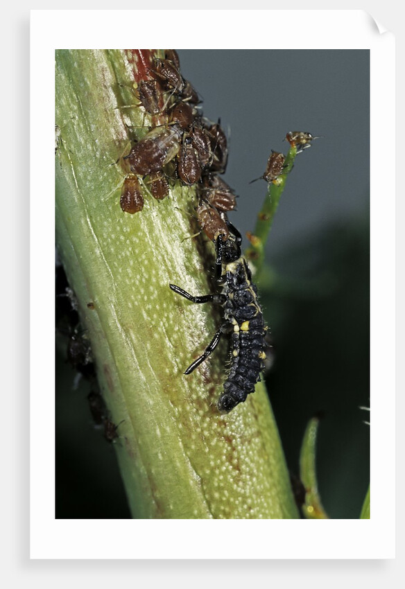 Adalia bipunctata (twospotted lady beetle) - larva devouring aphids by Anonymous
