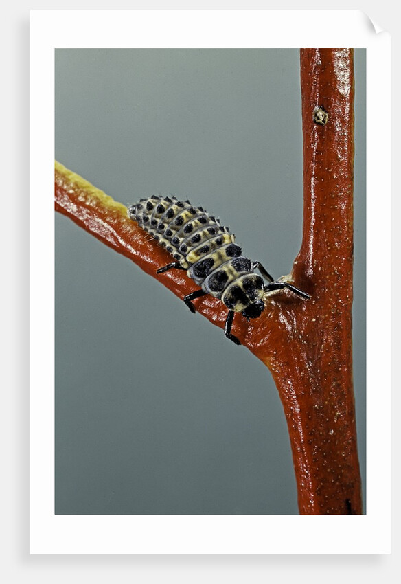 Adalia bipunctata (twospotted lady beetle) - larva by Anonymous