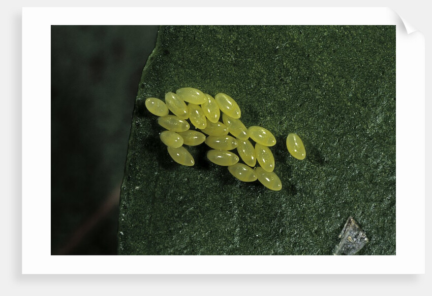 Adalia bipunctata (twospotted lady beetle) - eggs by Anonymous