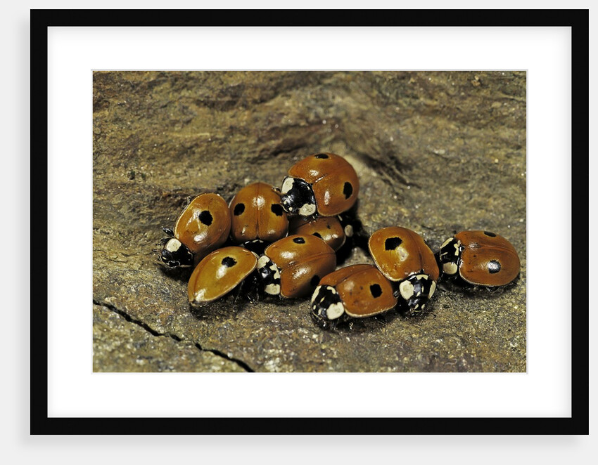 Adalia bipunctata (twospotted lady beetle) - assembly by Anonymous