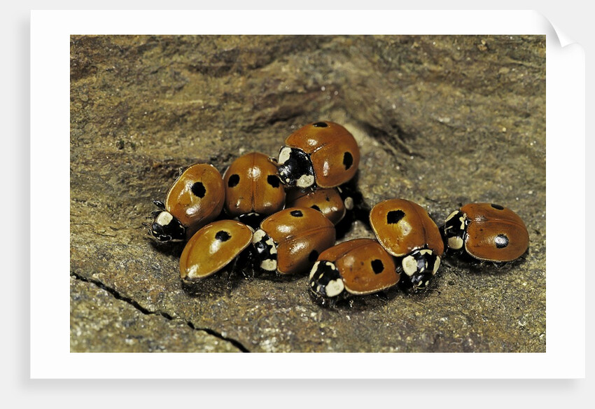 Adalia bipunctata (twospotted lady beetle) - assembly by Anonymous