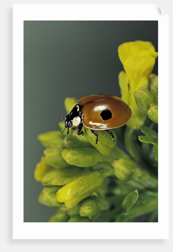 Adalia bipunctata (twospotted lady beetle) by Anonymous