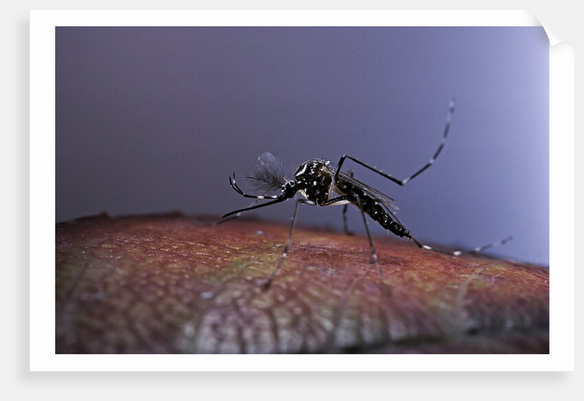 Aedes aegypti (yellowfever mosquito) by Anonymous