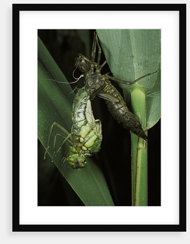 Aeschne sp. - emerging by Anonymous