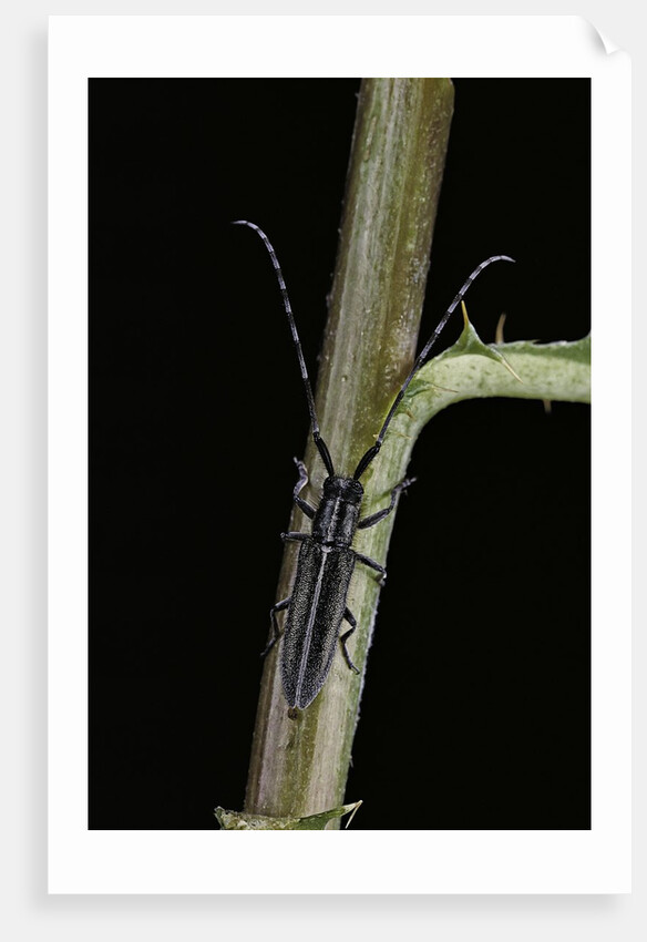 Agapanthia cardui (longhorn beetle) by Anonymous