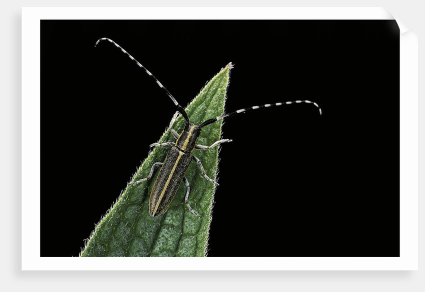 Agapanthia cardui (longhorn beetle) by Anonymous