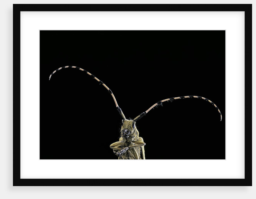 Agapanthia dahli (longhorn beetle) by Anonymous
