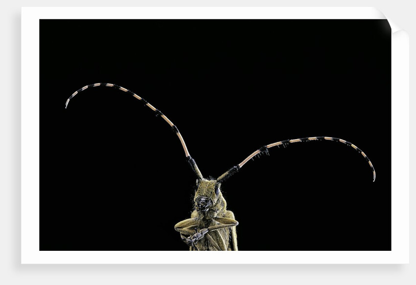 Agapanthia dahli (longhorn beetle) by Anonymous