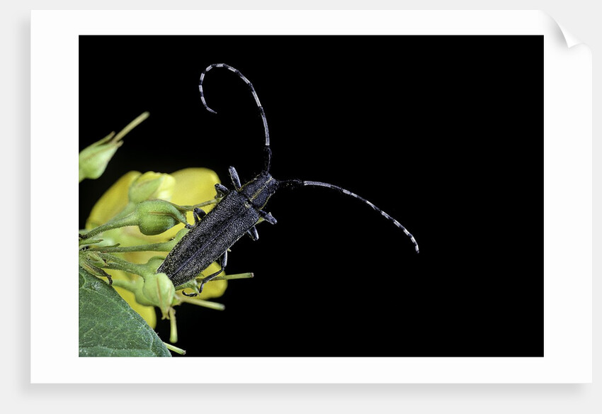 Agapanthia villosoviridescens (golden-bloomed grey longhorn) by Anonymous