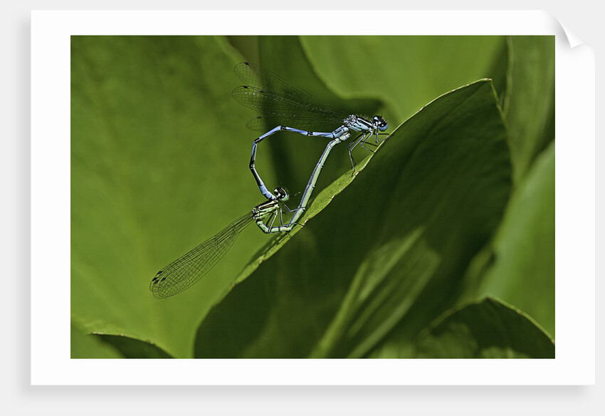 Damselfly - mating by Anonymous