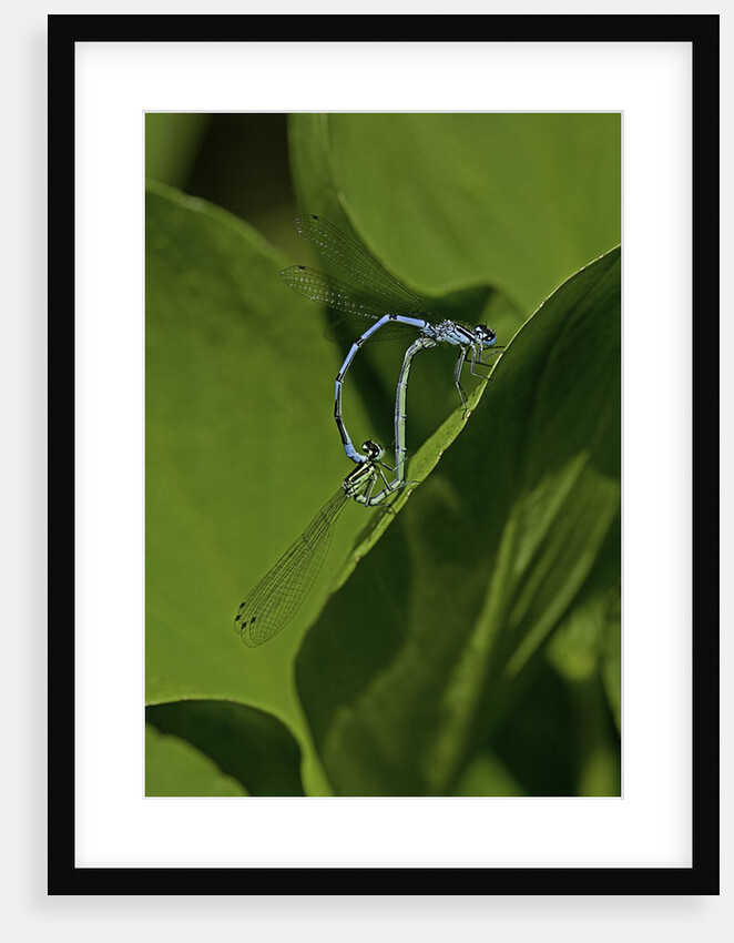 Damselfly - mating by Anonymous