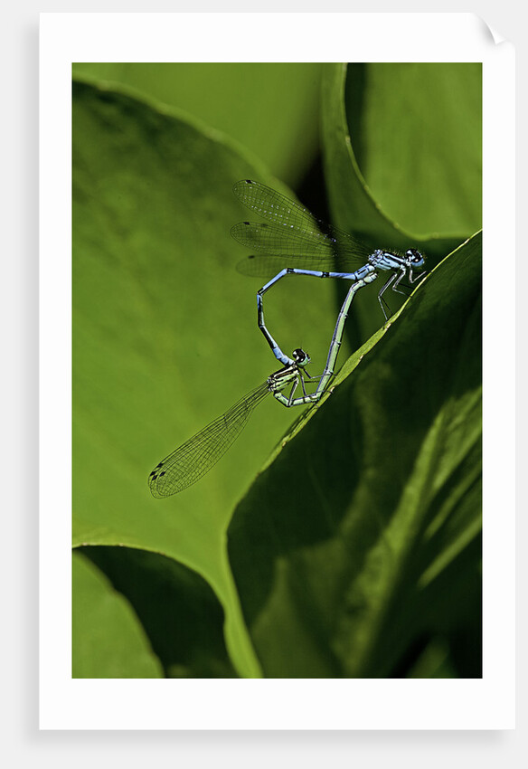 Damselfly - mating by Anonymous