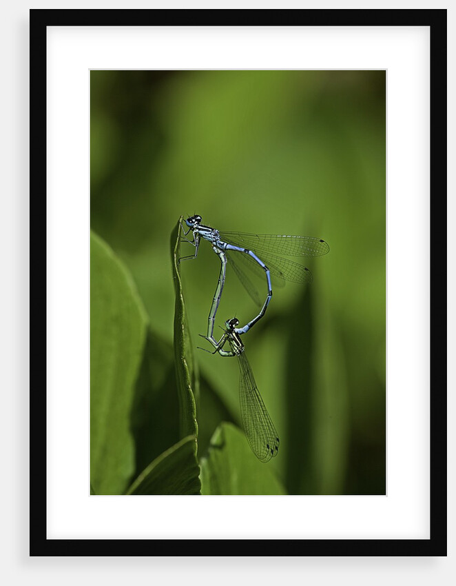 Damselfly - mating by Anonymous
