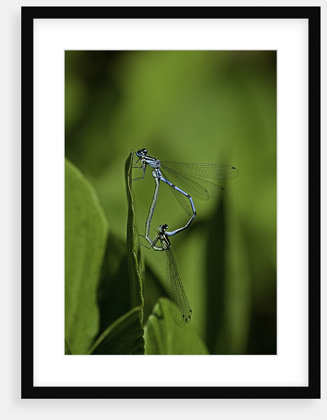 Damselfly - mating by Anonymous