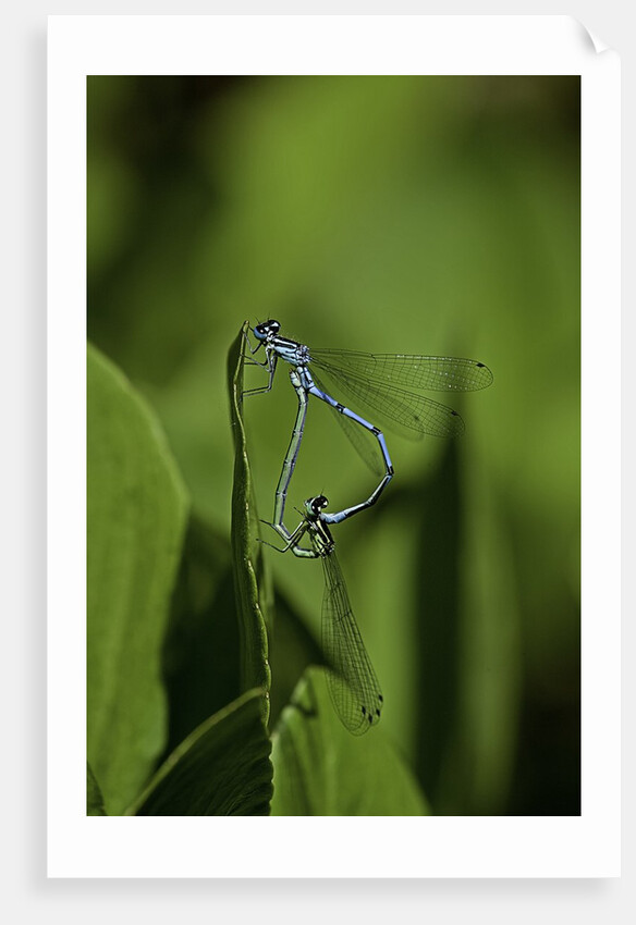 Damselfly - mating by Anonymous