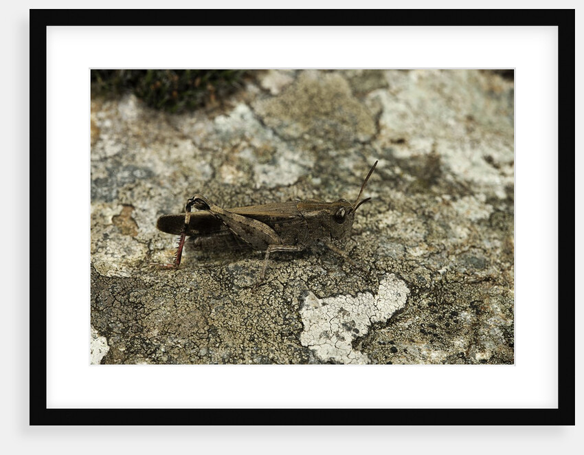 Aiolopus strepens (grasshopper) - on stone by Anonymous
