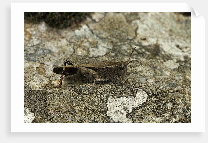 Aiolopus strepens (grasshopper) - on stone by Anonymous