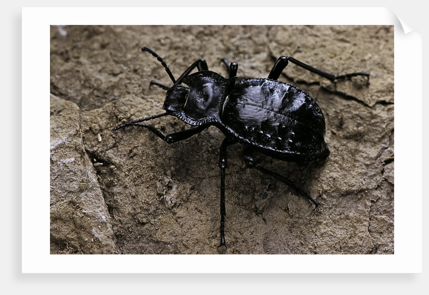 Akis bacarozzo (darkling beetle) by Anonymous