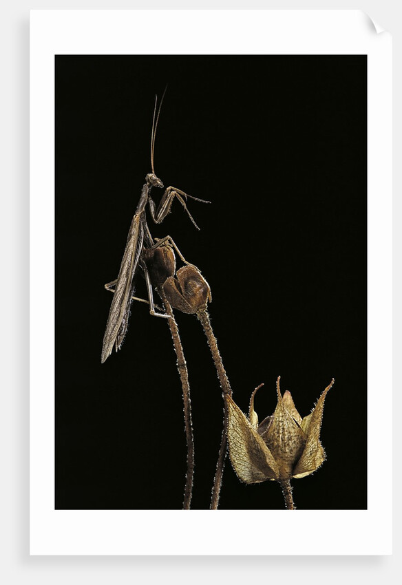 Ameles decolor (praying mantis) by Anonymous