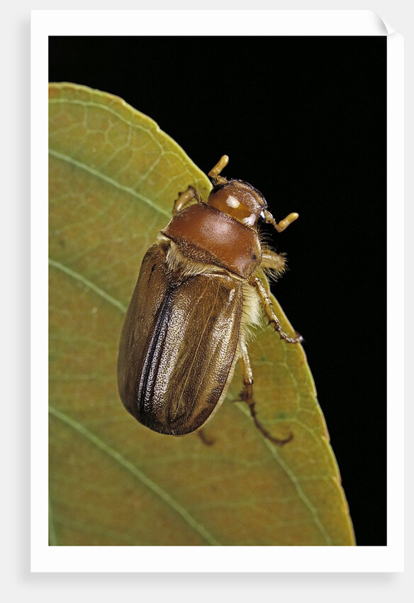 Amphimallon majalis (european chafer) by Anonymous