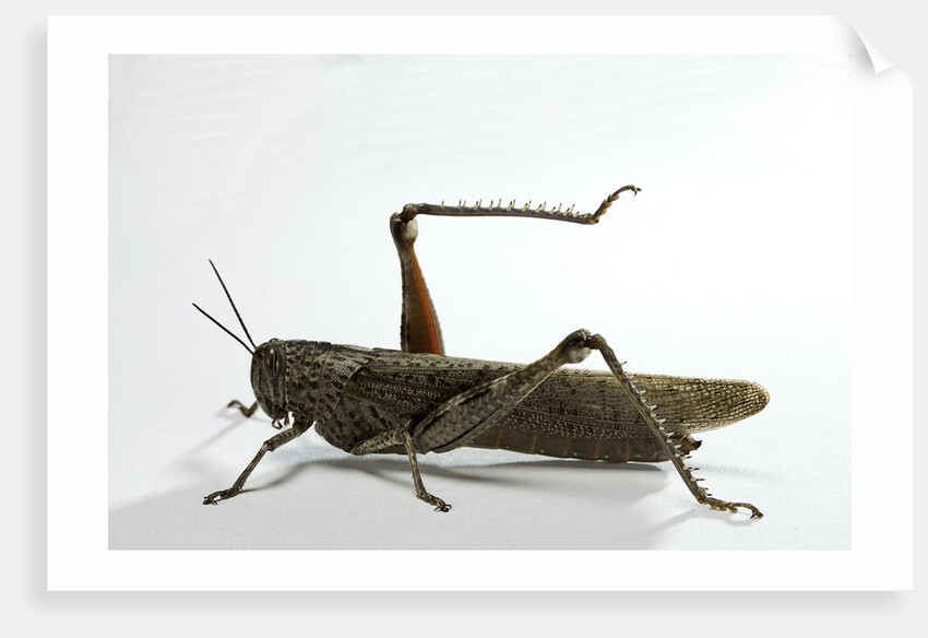 Anacridium aegyptium (egyptian locust) by Anonymous