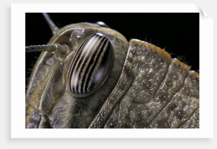 Anacridium aegyptium (egyptian locust) - eye by Anonymous