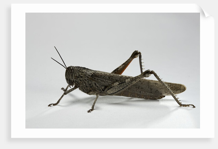 Anacridium aegyptium (egyptian locust) by Anonymous