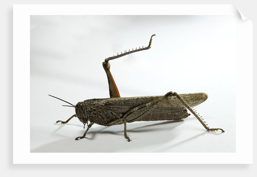 Anacridium aegyptium (egyptian locust) by Anonymous