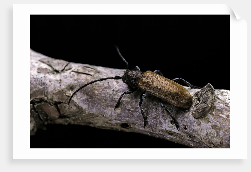 Anaesthetis testacea (longhorn beetle) by Anonymous