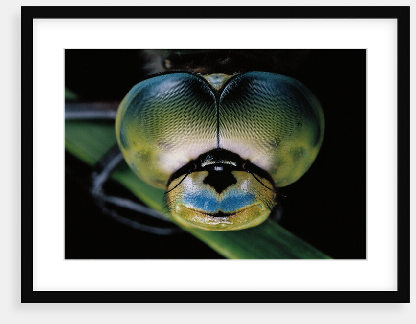 Anax imperator (emperor dragonfly) - eyes by Anonymous
