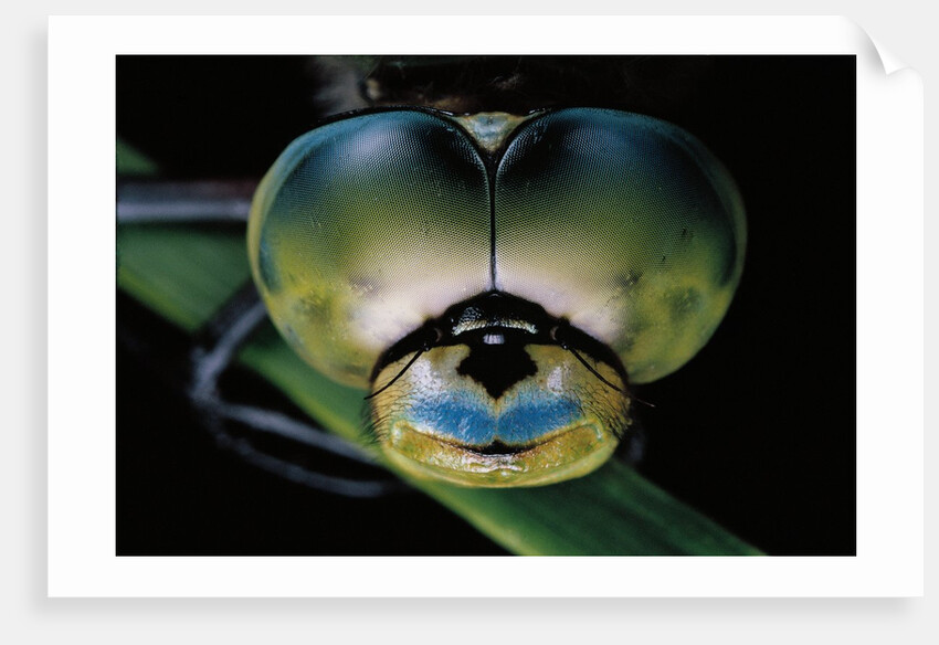 Anax imperator (emperor dragonfly) - eyes by Anonymous