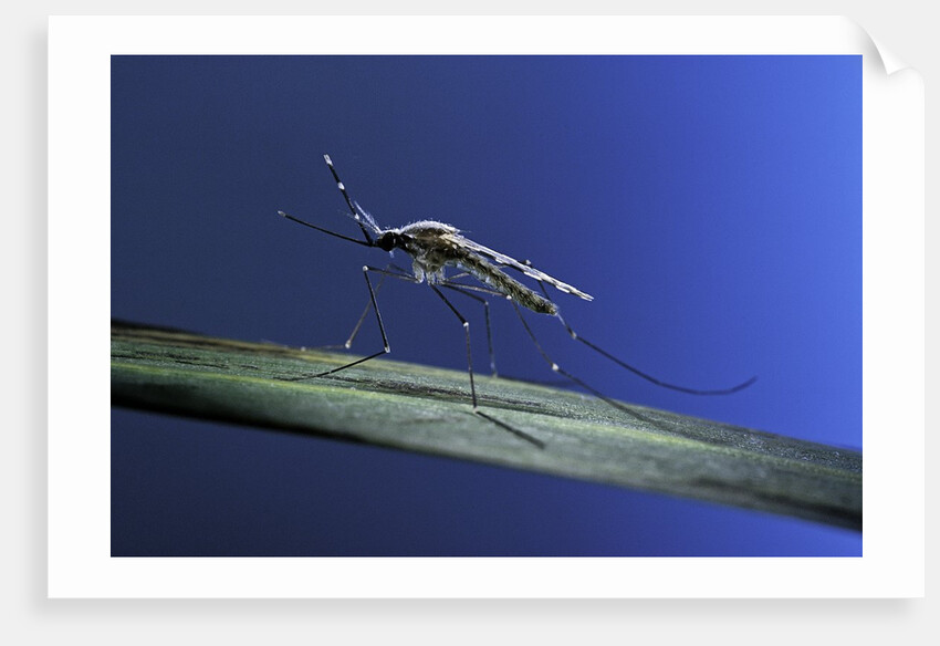Anopheles maculipennis (malaria mosquito) by Anonymous