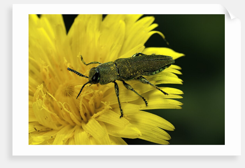 Anthaxia hungarica (jewel beetle) by Corbis