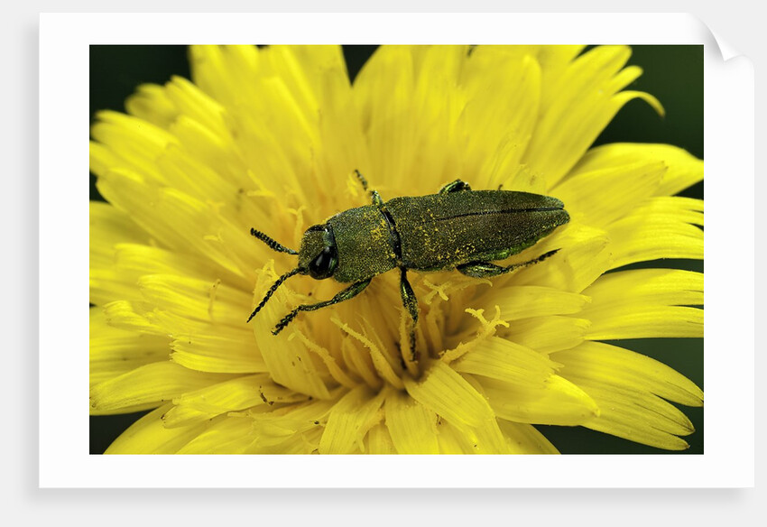 Anthaxia hungarica (jewel beetle) by Anonymous