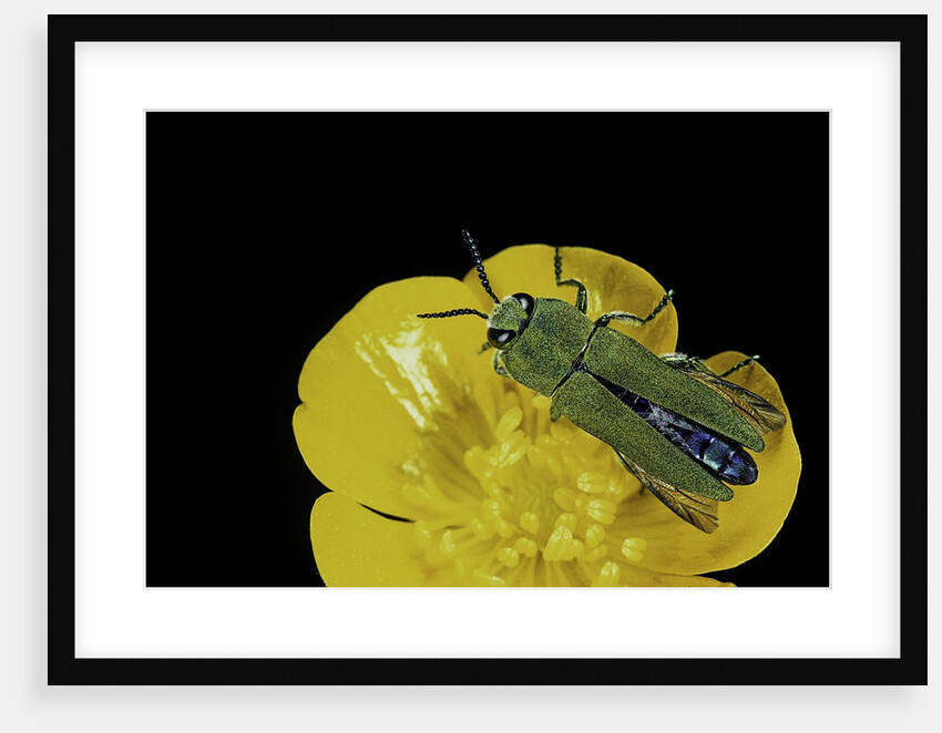 Anthaxia hungarica (jewel beetle) by Anonymous