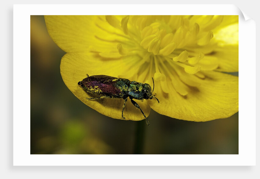 Anthaxia salicis (pasture splendour beetle) by Anonymous